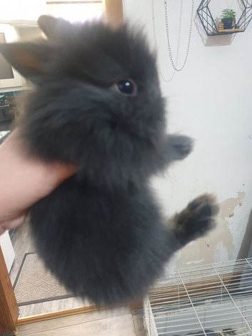 5 lionhead rabbits for sale