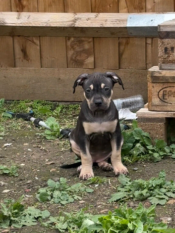 American bully