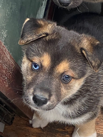 Siberian husky x Labrador puppies