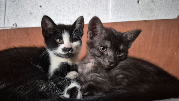 Kittens 2x girls left