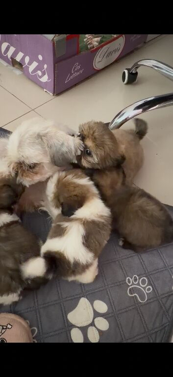 Shih Tzu