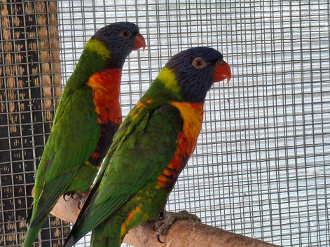 Rainbow Lorikeets  for sale