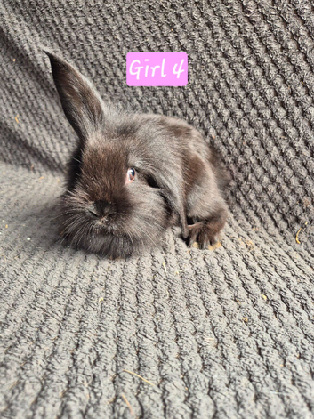 Mini Lion Lop Bunnies
