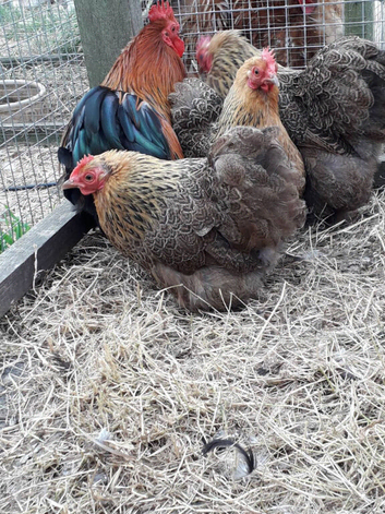 NOT FREE     selection of poultry from day old up