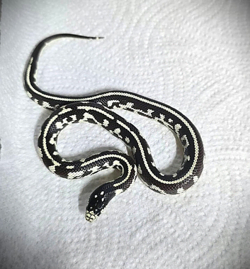 Californian King Snake babies