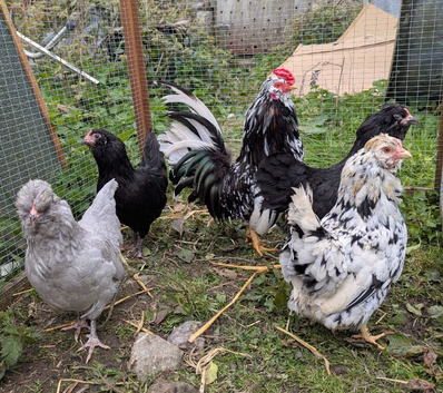 Araucana Bantam Mixed Colour Hatching Eggs X 6
