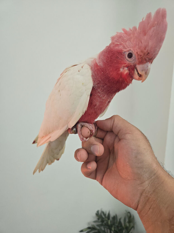 Stunning super tame lutino galah Cockatoo