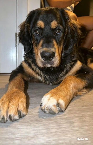 10-Month-Old Male Bernese Mountain Dog Mix Looking for a Loving Forever Home
