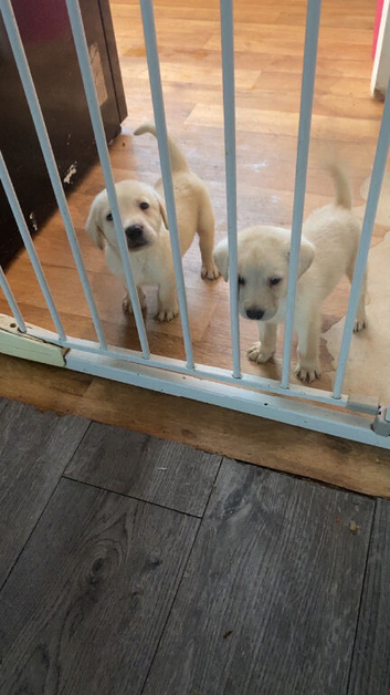 Labrador puppies