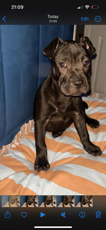 French pei black