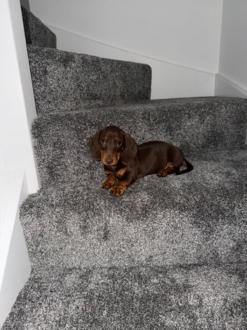 Male dachshund