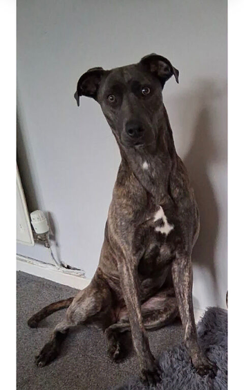 Dog for sale