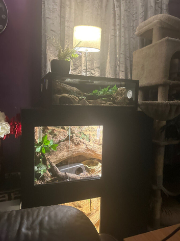 corn snake collection