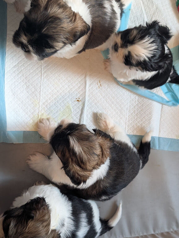 Shih Tzu puppys 1 girl 3 boys available now due to time wasters