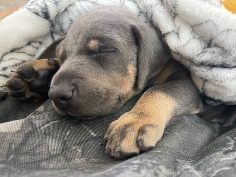 MALE BLUE AND TAN DOBERMAN