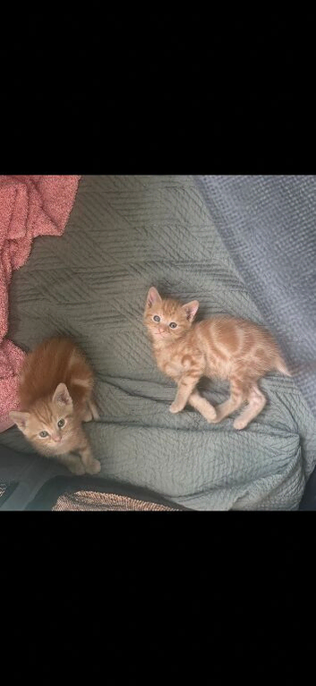 Two kittens for sale