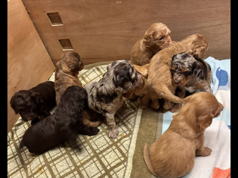 F1B Cockapoo puppies - Lovely colours - Girls & Boys