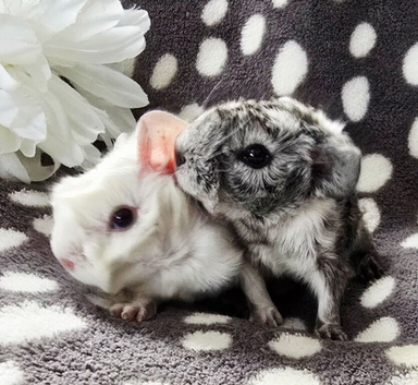 Boar pair available