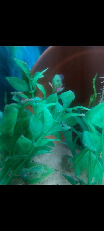 Axolotl eggs laid 15th April x 10 free postage uk