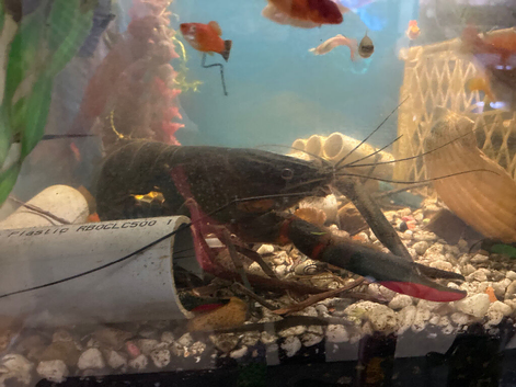 Red clow blue lobster
