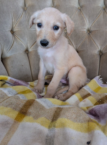 Lurcher pups