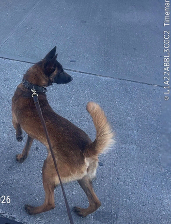 K9 Fully Trained Belgian Malinois