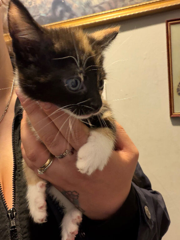 Mixed breed kittens