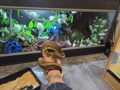 Pinstripe Leopard Poss Yellow Belly &ndash; 100% Het Candy & Pied &ndash; Male