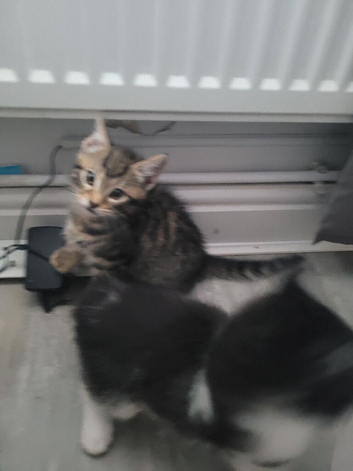 Kitten