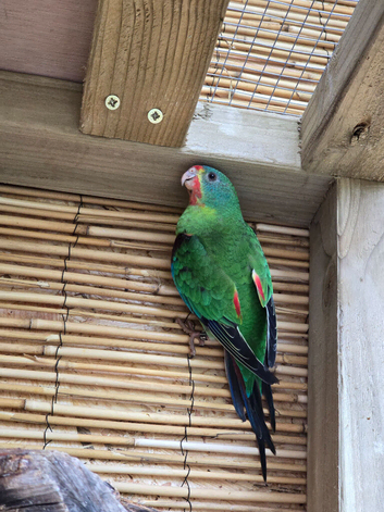 Australian swift parrots