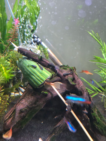 Bristlenose plecs
