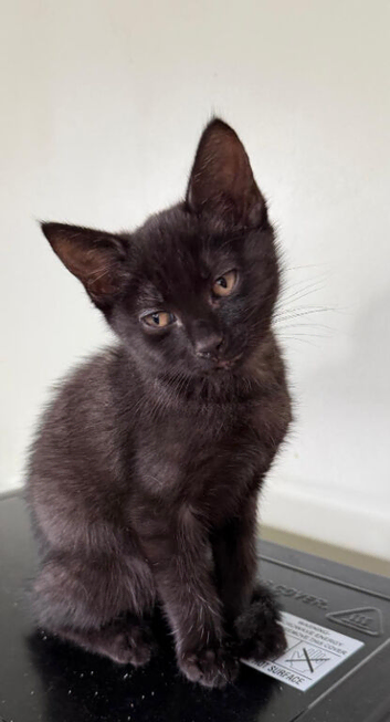Playful Mixed Breed Kittens Ready Now