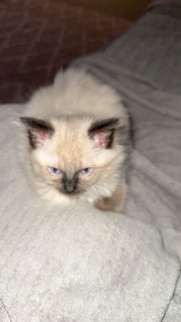 Beautiful female rag doll