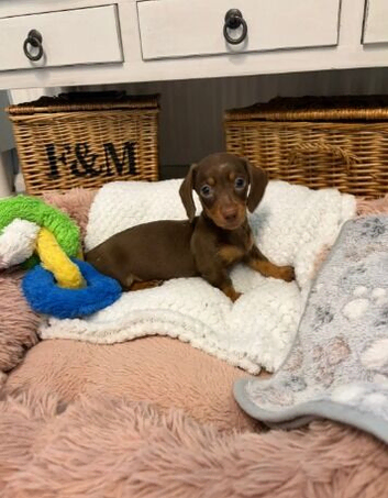 Miniature Dachshund Puppies &ndash; 2 Females & 1 Male Available