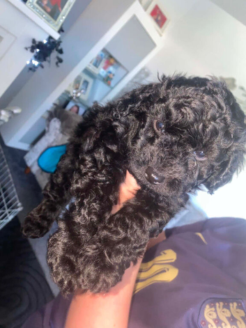 Cockapoo puppies for sale