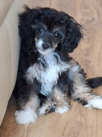Papipoo puppies