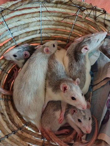 Lovely rats