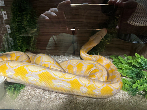 2021 Female albino lavender het pied reticulated python