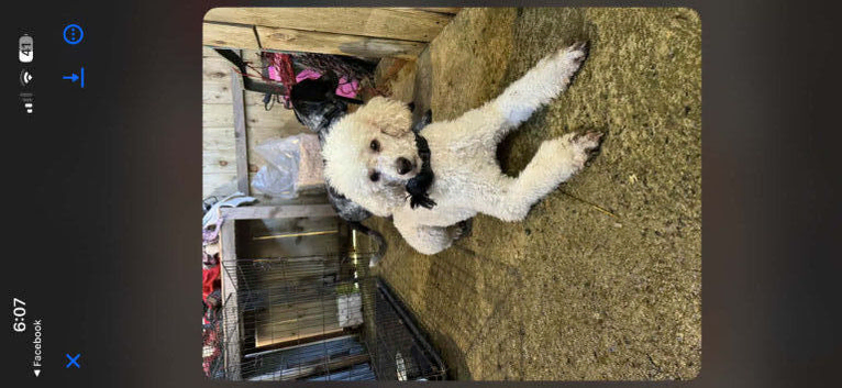 Cockapoo puppy