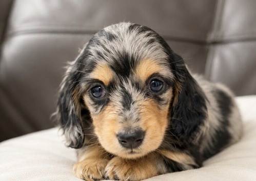 Stunning Silver Grey Dapple Dachshunds