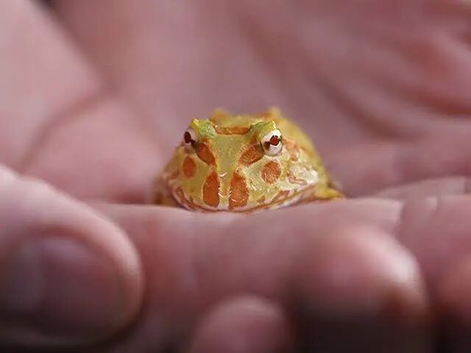 Pac-Man