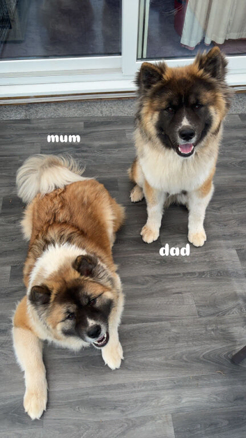 japanese x american akitas