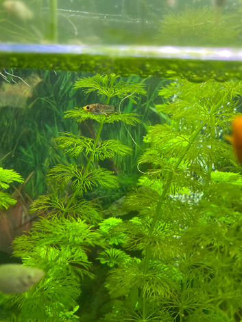 Platys , mollies