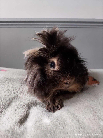 Male&female Guinea pigs