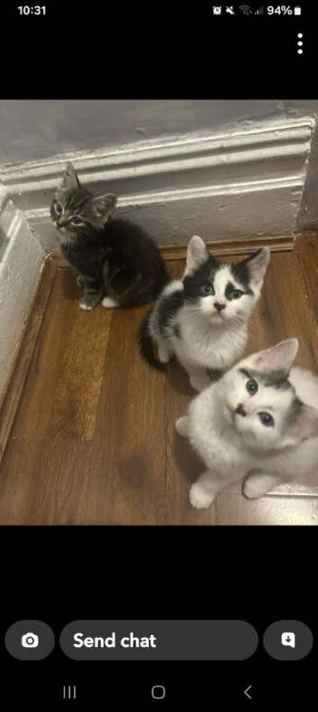 8 week old kittens