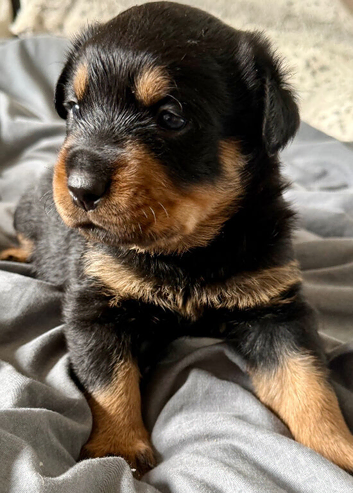 Gorgeous full pedigree Rottweiler puppies