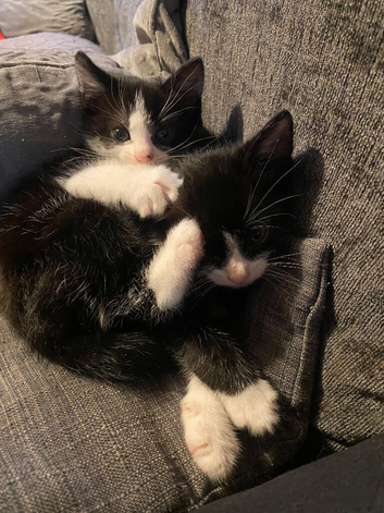 1 boy 1 girl black and white kittens