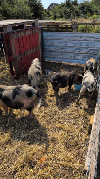 Kune-kune. Cross boys
