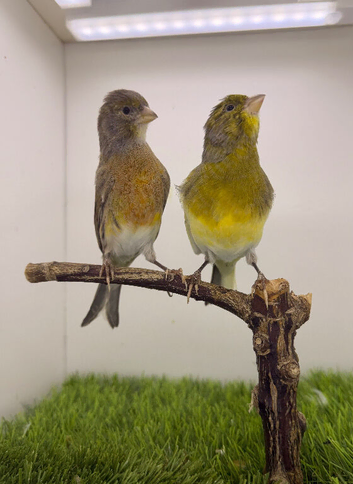 Pair canary available