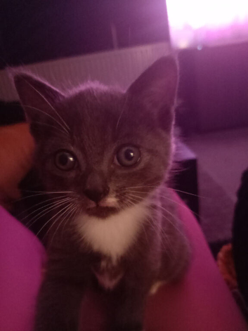 Beautiful grey kitten for sale